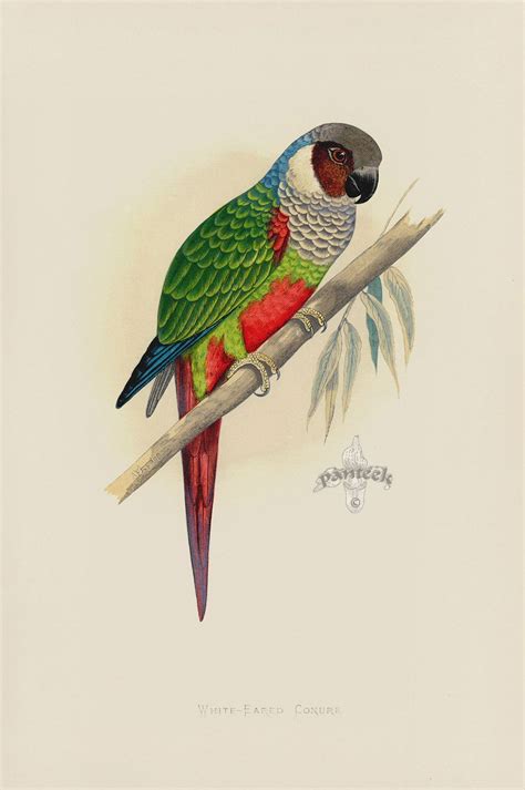 Bird Drawings Drawing Artwork Australian Parrots Bird Book Parrot