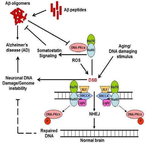 Schematic Presentation Of A Potential Link Of Dsb Dna Pk And A In Ad