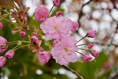 Solihull Updates On Twitter Blossom Is Now In Full Bloom Show Us