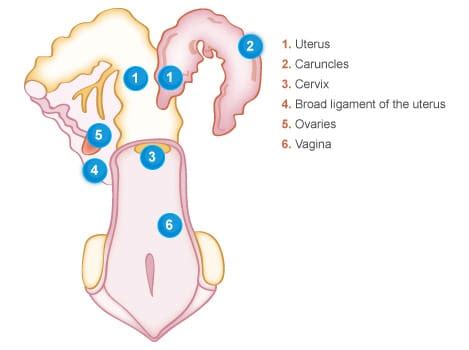 Uterus Cow Anatomy - All About Cow Photos