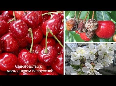 Обработка черешни и вишни от вишневой мухи Чем опрыскивать черешню ...