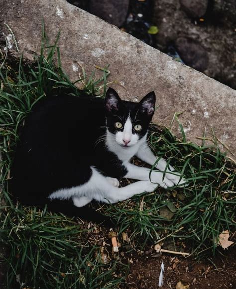 Qu Simboliza Un Gato Blanco Y Negro Alethia Martinez