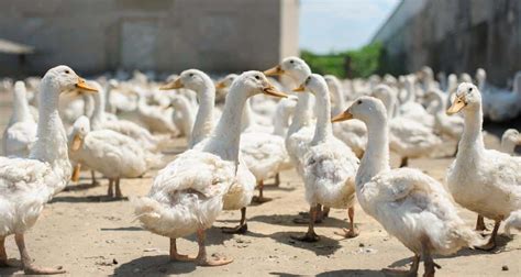 Duck Farming: How Are Ducks Farmed and How Long Do Ducks Live?