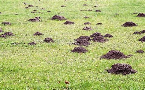 Effective Strategies How To Get Rid Of Gophers In Your Yard