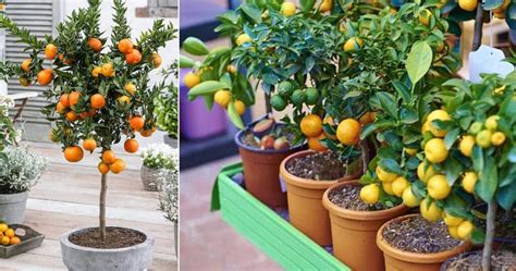 Best Fruit Trees To Grow In Containers