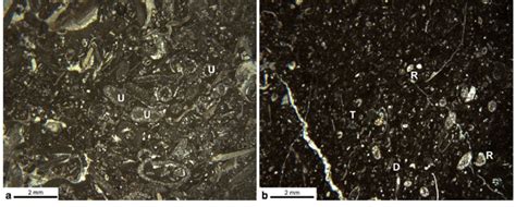 Thin Section Photomicrographs Of The Representative Microfacies In SBZ