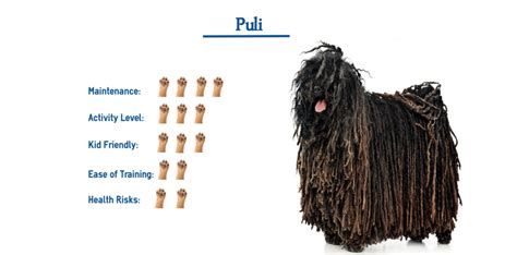 Puli Dog Breed… Everything You Need to Know at a Glance!