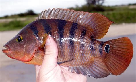 Fish Facts: Mayan Cichlid - Cichlasoma Urophthalmus - The Jump