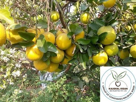 Full Sun Exposure Green New Seller Mosambi Plant For Fruits At Rs 90