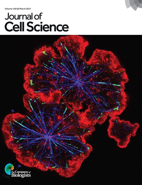 The Rap1cofilin 1 Pathway Coordinates Actin Reorganization And Mtoc