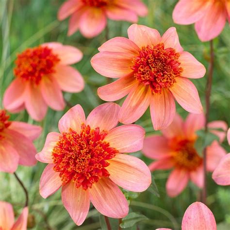 Buy Anemone Flowered Dahlia Dahlia Totally Tangerine