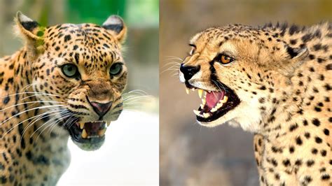 Leopard Vs Cheetah Facts And Differences Wild Animals Comparison