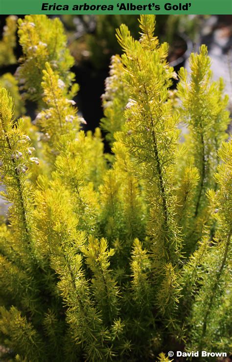 Erica Arborea ‘alberts Gold Heather World