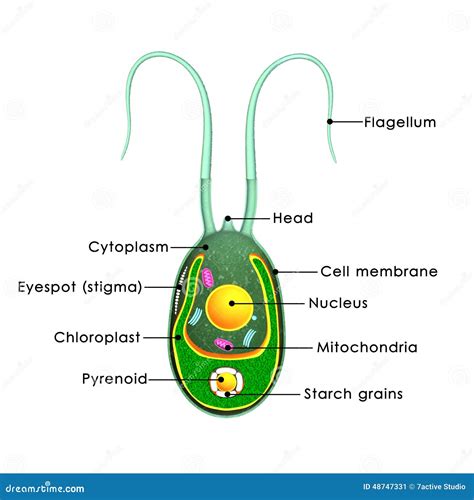 Flagellate Diagram