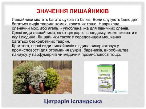 Презентація на тему "Лишайники"