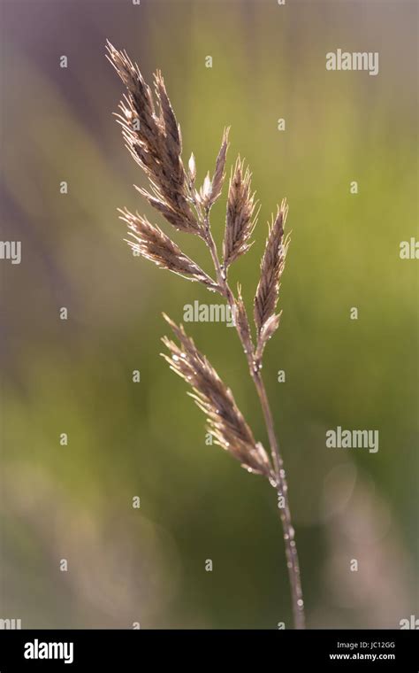 blade of grass Stock Photo - Alamy