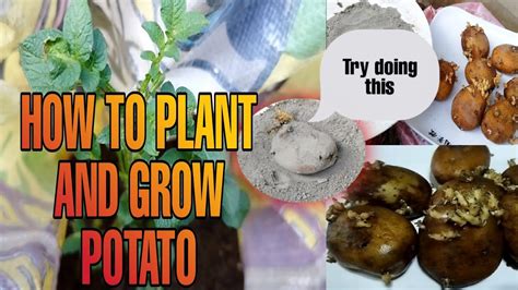 Amazing Idea How To Grow Potatoes🥔at Hometry Doing This Youtube