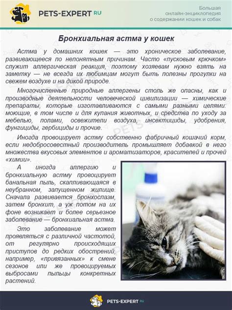 Симптомы бронхиальной астмы у кошек, лечение препаратами и прогноз ...