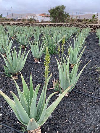 Finca Canarias Aloe Vera La Oliva 2020 Alles Wat U Moet Weten