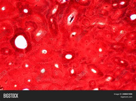 Histology Human Image & Photo (Free Trial) | Bigstock