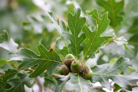 Oakwoods Interpretive Sign – Acorns – Huron-Clinton Metroparks