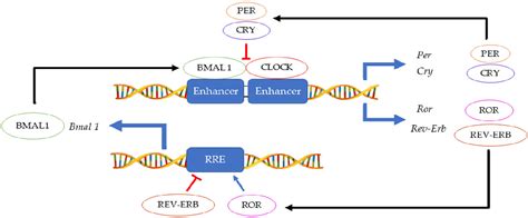 Figure 1 From Effect Of The Citrus Flavone Nobiletin On Circadian