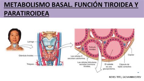 Fisio Ii Hormonas Tiroideas Pdf