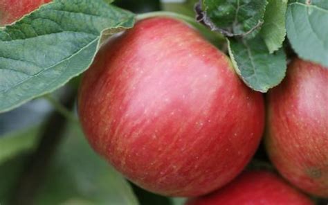 Idared Apple Trees For Sale