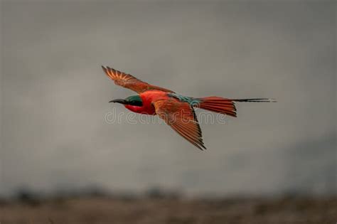 Southern Carmine Bee Eater Glides With Wings Spread Stock Image Image