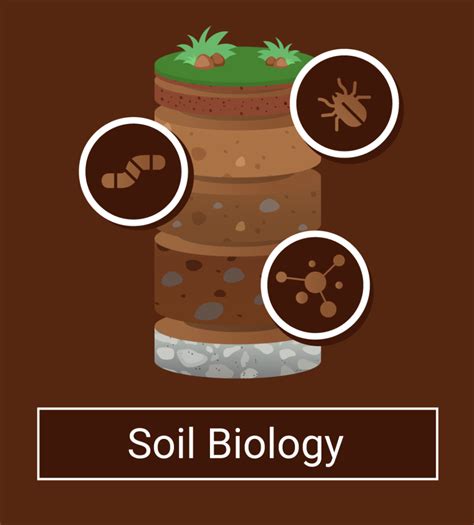 Soil Biology How It Influences Soil Formation Conduct Science