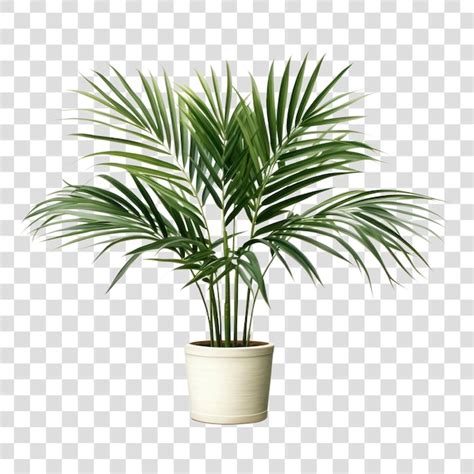 Vibrant Potted Palm Plant Decor Premium AI Generated PSD