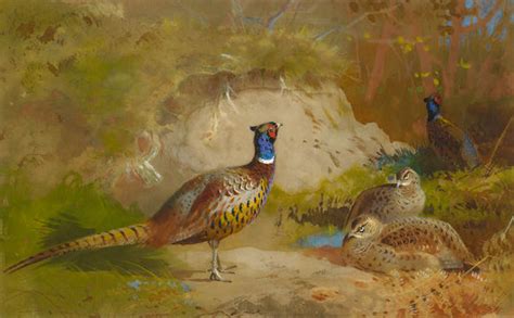 Bonhams Archibald Thorburn British 1860 1935 Pheasants In A Landscape