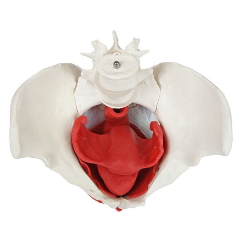 Buy Axis Scientific Anatomy Model Of Female Pelvis Pelvic Floor