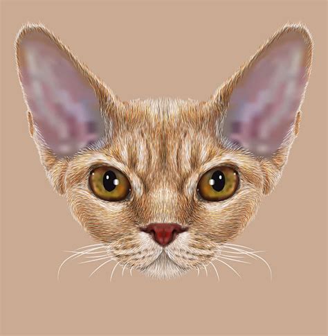 Devon Rex Drawing Illustrations Royalty Free Vector Graphics And Clip