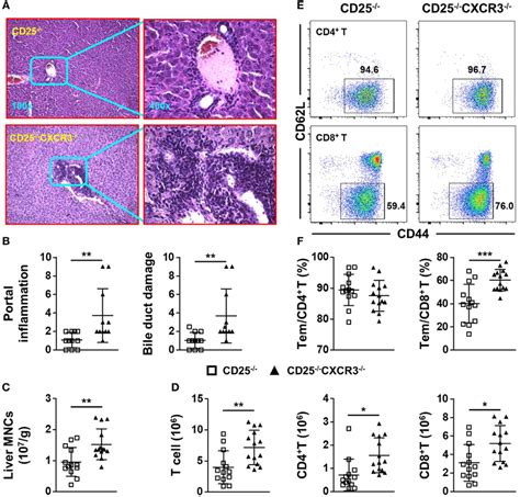 Cxc Chemokine Receptor 3 Cxcr3 Deletion Aggravates Liver