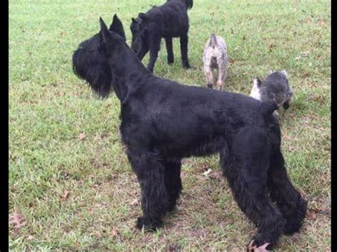 Gordon S AKC Giant Schnauzers Giant Schnauzer Puppies For Sale