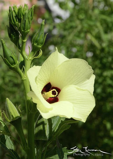 Okra In Bloom Photograph By Steven Newman Fine Art America