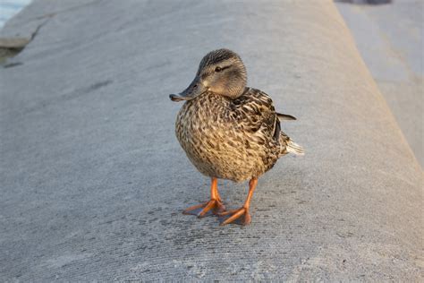 Ducks Free Stock Photo Public Domain Pictures