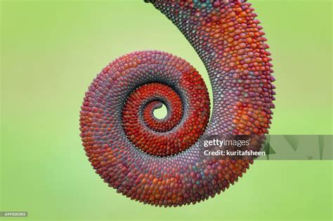 Closeup Of A Chameleon Prehensile Tail High Res Stock Photo Getty Images