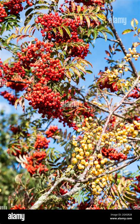 Red Rowan Berries Growing On Tree Sorbus Aucuparia With White Rowan