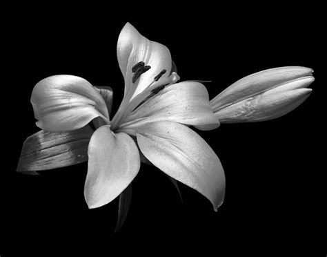 Classic Black and White Flowers – Art Photo Web Studio