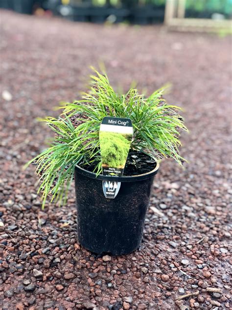 Acacia Mini Cog — Rockbank Nursery