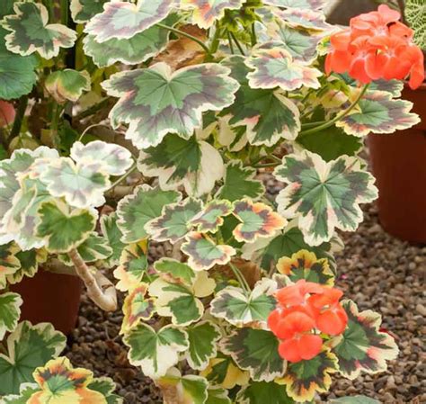 Pelargonium Mrs Pollock Zonal Geranium