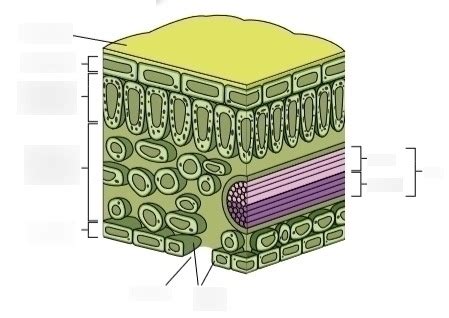 Structure of the leaf Diagram | Quizlet