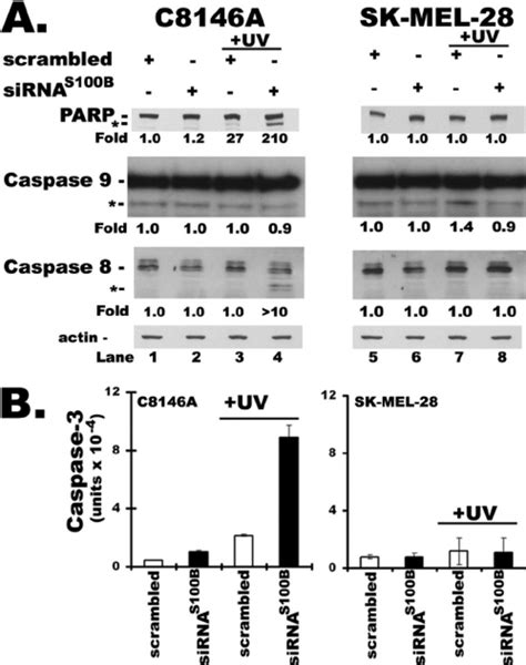 Assays For PARP Cleavage And Caspase 3 8 And 9 Activation In C8146A