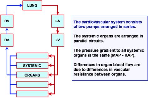 Hemodynamics Flashcards Quizlet