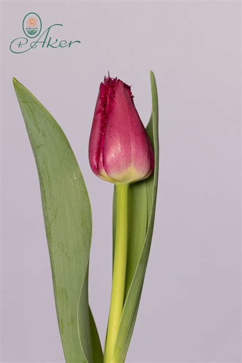 San Christina- Fringed Tulip - P. Aker Flower Bulbs and Seeds