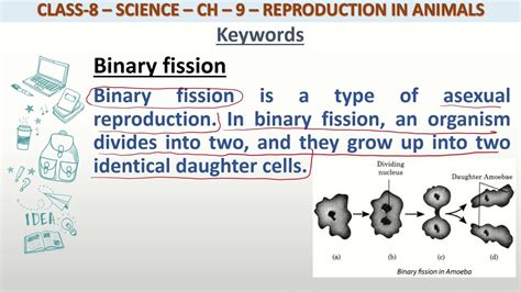 Definition Of Binary Fission For Class Science Youtube