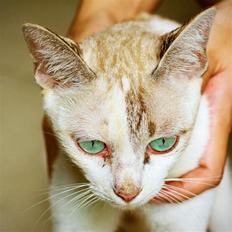 Lista 103 Foto Por Qué Mi Gato Me Lame La Cara Mirada Tensa