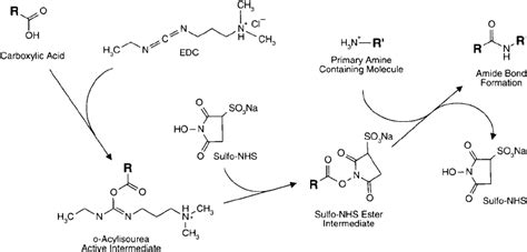 EDC Bioconjugation Protocol Mechanism And Tips 48 OFF